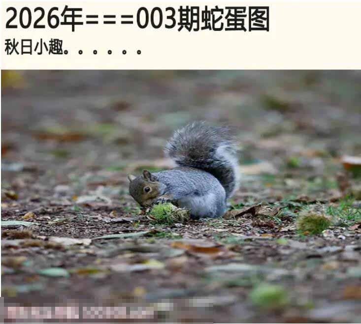 003期另版蛇蛋图[图]